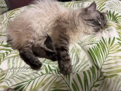 Reunited Male Cat last seen Chestnut Ave, Jersey City, NJ 07306