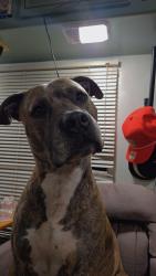 Lost Male Dog last seen Mountain olive church, Dahlonega, GA 30533