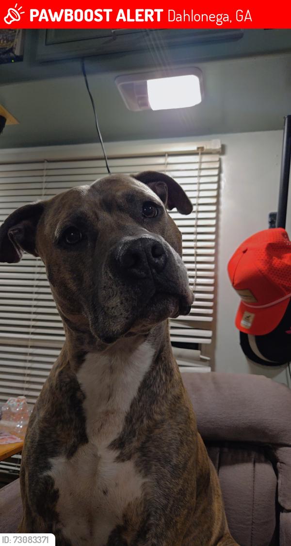 Lost Male Dog last seen Mountain olive church, Dahlonega, GA 30533