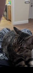 Reunited Male Cat last seen Silver st Manchester Nh, Manchester, NH 03103