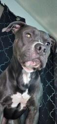 Reunited Male Dog last seen Hamilton St, Cuming St, Omaha, NE 68131