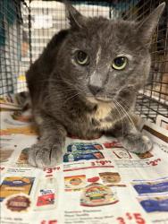 Shelter Stray Female Cat last seen , 14409 Vanowen St, Van Nuys, CA 91405, USA