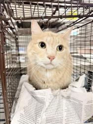 Shelter Stray Male Cat last seen , 14409 Vanowen St, Van Nuys, CA 91405, USA