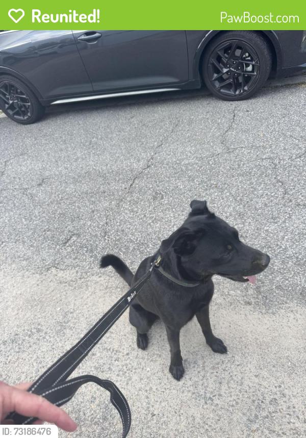 Reunited Male Dog last seen Regency Oaks Dr & Burton Ave Summerville Sc, Summerville, SC 29485