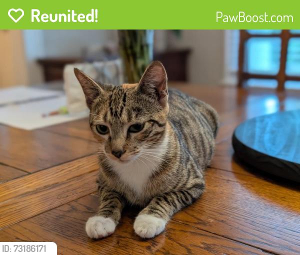 Reunited Female Cat last seen E Ridgewood st and Fern Creek Ave, Orlando, FL 32803