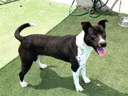Shelter Stray Male Dog last seen FOYUND ON SUNSET DR, 2481 Palomar Airport Rd, Carlsbad, CA 92011, USA