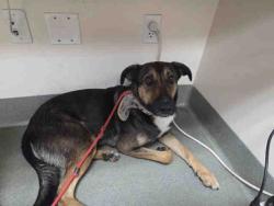 Shelter Stray Male Dog last seen LUIS RAY HEIGHTS, 2481 Palomar Airport Rd, Carlsbad, CA 92011, USA