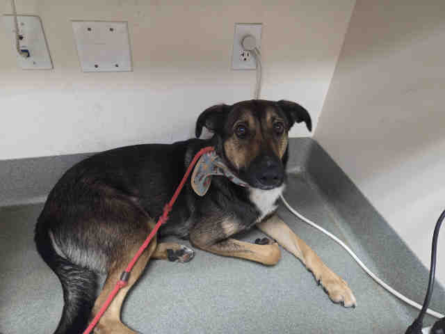 Shelter Stray Male Dog last seen LUIS RAY HEIGHTS, 2481 Palomar Airport Rd, Carlsbad, CA 92011, USA
