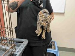 Shelter Stray Male Cat last seen ROBELINI DR, 2481 Palomar Airport Rd, Carlsbad, CA 92011, USA