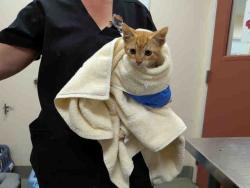 Shelter Stray Male Cat last seen ROBELINI DR, 2481 Palomar Airport Rd, Carlsbad, CA 92011, USA