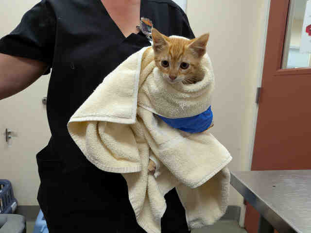 Shelter Stray Male Cat last seen ROBELINI DR, 2481 Palomar Airport Rd, Carlsbad, CA 92011, USA