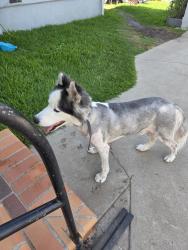Reunited Male Dog last seen Floral and Redman, Whittier, CA 90606