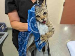 Shelter Stray Female Cat last seen ROBELINI DR, 2481 Palomar Airport Rd, Carlsbad, CA 92011, USA