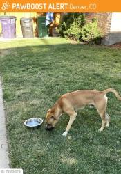 Found/Stray Male Dog last seen CITY PARK DENVER CO, Denver, CO 80206