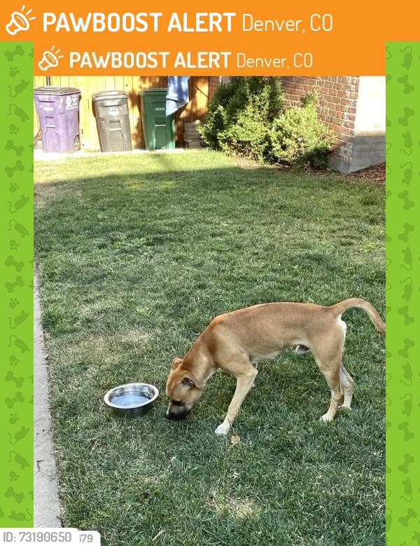 Found/Stray Male Dog last seen CITY PARK DENVER CO, Denver, CO 80206
