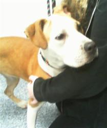 Shelter Stray Female Dog last seen CHARLOTTE, 8315 Byrum Dr, Charlotte, NC 28217, USA