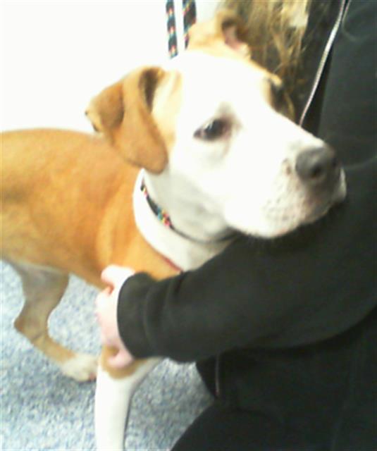 Shelter Stray Female Dog last seen CHARLOTTE, 8315 Byrum Dr, Charlotte, NC 28217, USA