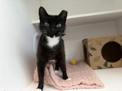 Shelter Stray Female Cat last seen Near, 2600 S Harding St, Indianapolis, IN 46221, USA