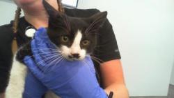 Shelter Stray Male Cat last seen CHARLOTTE, 8315 Byrum Dr, Charlotte, NC 28217, USA
