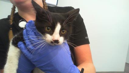 Shelter Stray Male Cat last seen CHARLOTTE, 8315 Byrum Dr, Charlotte, NC 28217, USA