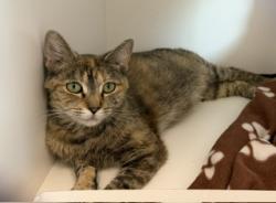 Shelter Stray Female Cat last seen Near, 2600 S Harding St, Indianapolis, IN 46221, USA