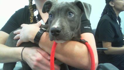 Shelter Stray Male Dog last seen CHARLOTTE, 8315 Byrum Dr, Charlotte, NC 28217, USA
