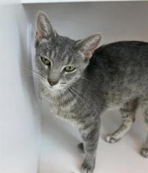 Shelter Stray Female Cat last seen Near, 2600 S Harding St, Indianapolis, IN 46221, USA
