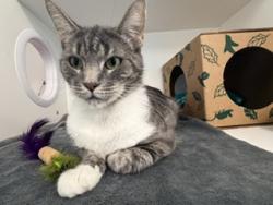 Shelter Stray Female Cat last seen Near, 2600 S Harding St, Indianapolis, IN 46221, USA