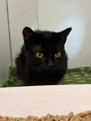 Shelter Stray Female Cat last seen Near, 2600 S Harding St, Indianapolis, IN 46221, USA