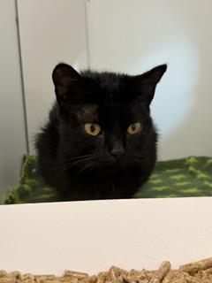 Shelter Stray Female Cat last seen Near, 2600 S Harding St, Indianapolis, IN 46221, USA