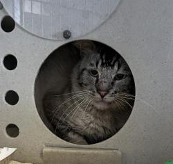 Shelter Stray Male Cat last seen , 600 Aviation Dr, Camarillo, CA 93010, USA