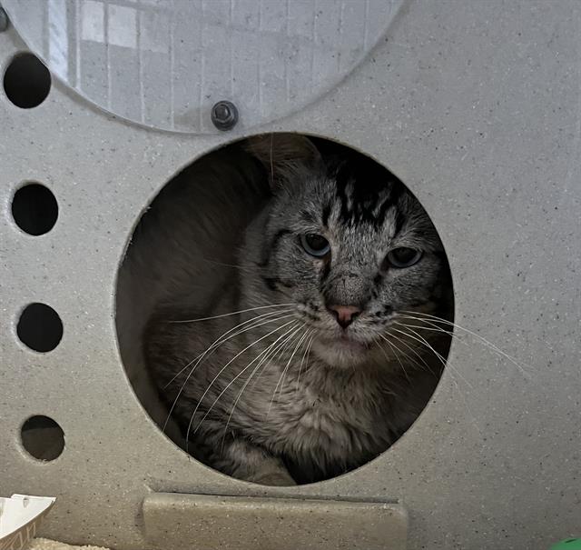 Shelter Stray Male Cat last seen , 600 Aviation Dr, Camarillo, CA 93010, USA
