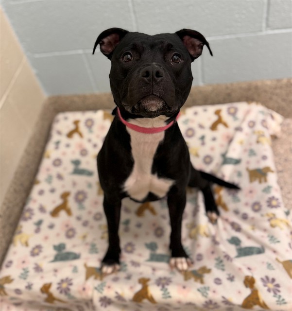 Shelter Stray Female Dog last seen Near BLOCK FOX ST, 12155 Park Blvd, Brighton, CO 80601, USA