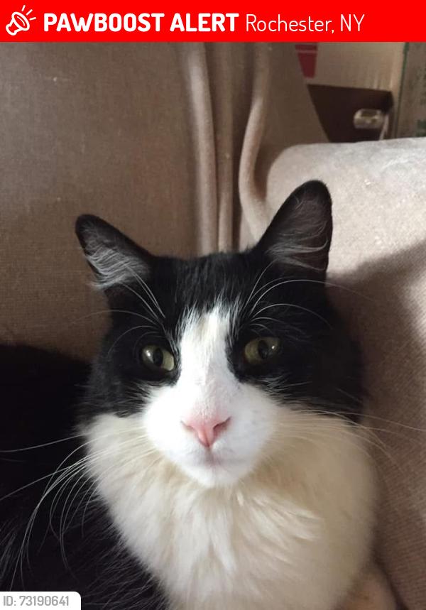 Lost Male Cat last seen Hinchey Rd. Pixley Rd, Rochester, NY 14624
