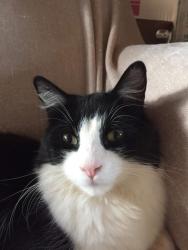 Lost Male Cat last seen Hinchey Rd. Pixley Rd, Rochester, NY 14624