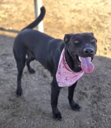Shelter Stray Female Dog last seen Near BLOCK WEEDPATCH HWY, BAKERSFIELD CA 93307, 3951 Fruitvale Ave, Bakersfield, CA 93308, USA