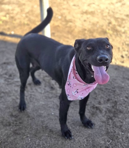Shelter Stray Female Dog last seen Near BLOCK WEEDPATCH HWY, BAKERSFIELD CA 93307, 3951 Fruitvale Ave, Bakersfield, CA 93308, USA