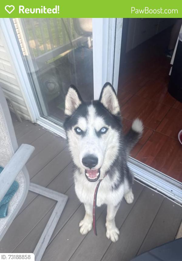Reunited Male Dog last seen Illinois Ave, Trenton Ave School 25, Paterson, NJ 07503