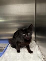 Shelter Stray Female Cat last seen , 11361 W Pico Blvd, Los Angeles, CA 90064, USA