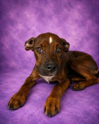 Shelter Stray Female Dog last seen Near BLOCK WYNELL, 2020 Forest St, Jacksonville, FL 32204, USA