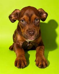 Shelter Stray Male Dog last seen Near BLOCK WYNELL, 2020 Forest St, Jacksonville, FL 32204, USA