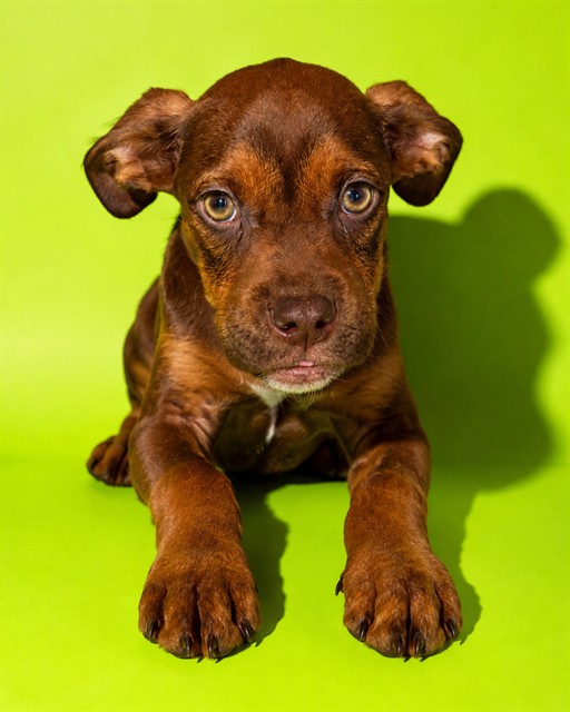 Shelter Stray Male Dog last seen Near BLOCK WYNELL, 2020 Forest St, Jacksonville, FL 32204, USA