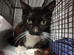 Shelter Stray Male Cat last seen , 11361 W Pico Blvd, Los Angeles, CA 90064, USA