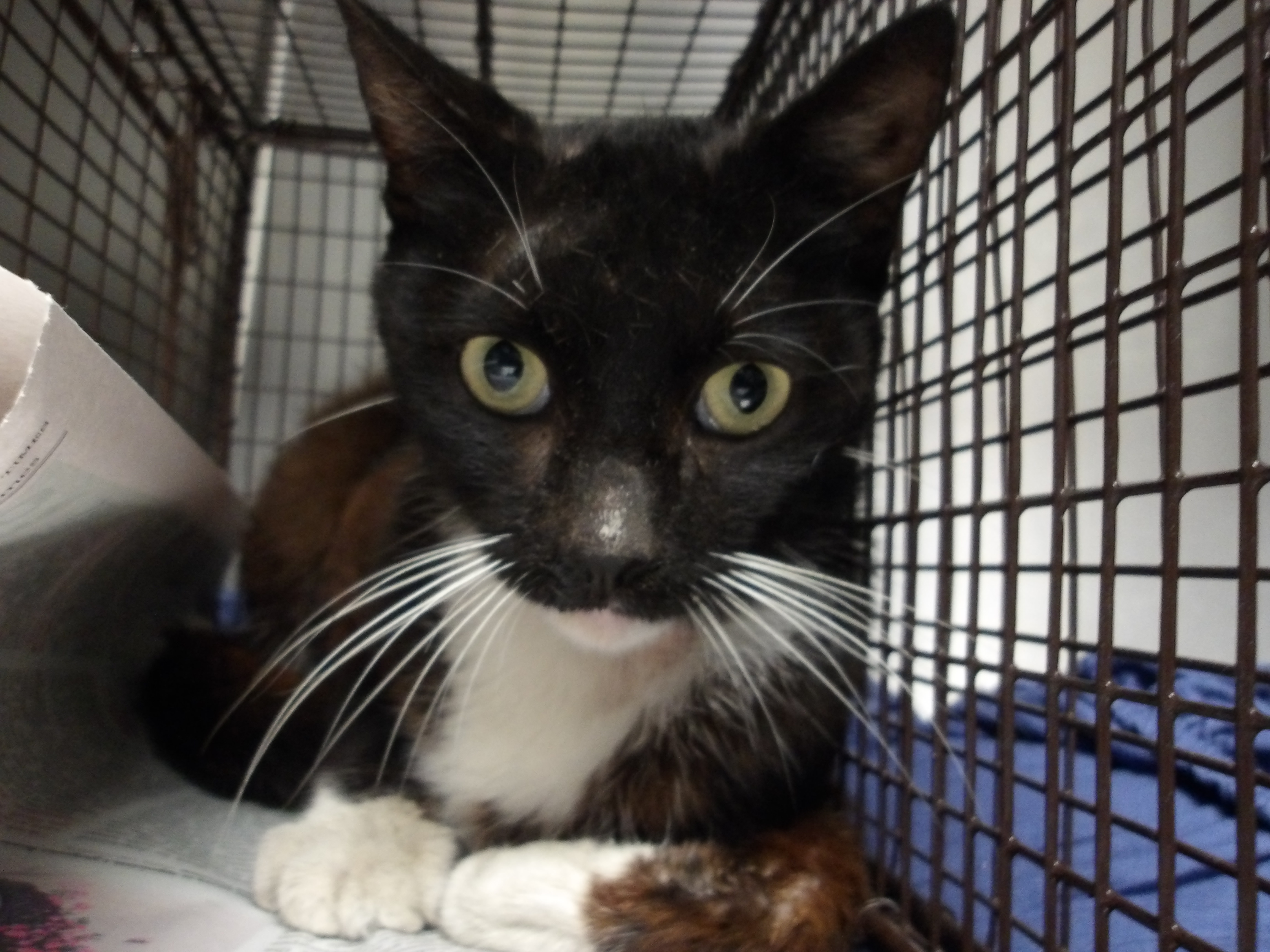 Shelter Stray Male Cat last seen , 11361 W Pico Blvd, Los Angeles, CA 90064, USA
