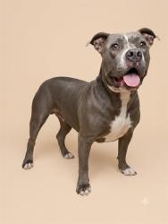 Shelter Stray Female Dog last seen WEST CONNETT AND 103RD, 2020 Forest St, Jacksonville, FL 32204, USA