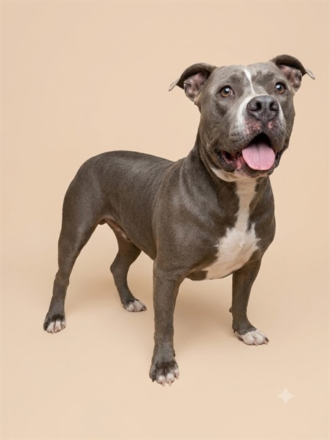Shelter Stray Female Dog last seen WEST CONNETT AND 103RD, 2020 Forest St, Jacksonville, FL 32204, USA