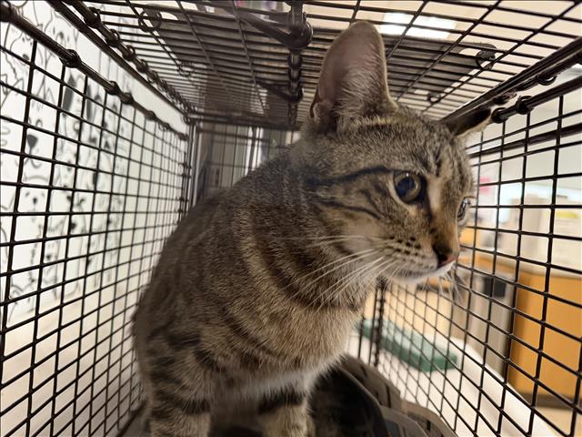 Shelter Stray Female Cat last seen , 957 N Gaffey St, San Pedro, CA 90731, USA