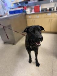 Shelter Stray Male Dog last seen Near BLOCK JONES AVE, RIVERSIDE, CA, 6851 Van Buren Boulevard, Jurupa Valley, CA 92509, USA