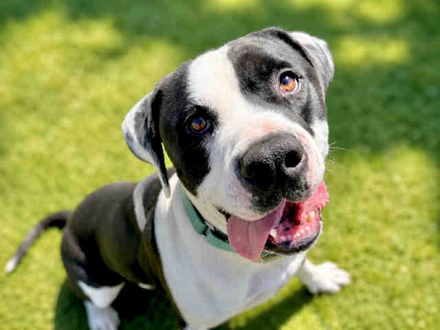Shelter Stray Male Dog last seen BLOSSOM VALLEY RD, 5821 Sweetwater Rd, Bonita, CA 91902, USA