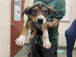 Shelter Stray Male Dog last seen , 5821 Sweetwater Rd, Bonita, CA 91902, USA